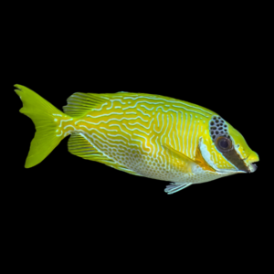 Blue Scrawled Rabbit Fish Siganus Puellus