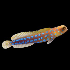 Blue Spotted Jawfish Opistognathus Rosenblatti
