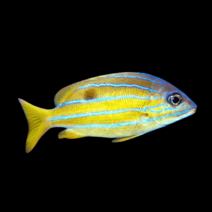 Blue Stripe Snapper Lutjanus Kasmira