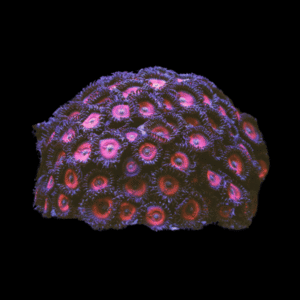 Blue Zoa Soft Coral Frag Zoanthus Sp