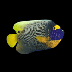 Blueface Angelfish Pomacanthus Xanthometopon