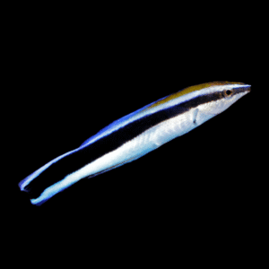 Bluestreak Bicolor Cleaner Wrasse Labroides Bicolor