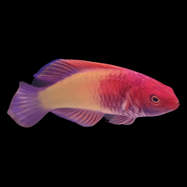 Bolbo Clown Fairy Parrot Wrasse Cirrhilabrus Rubrisquamis