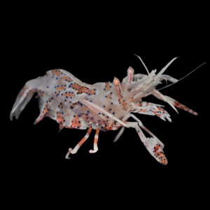 Bongo Shrimp Phyllognathia Ceratophthalma