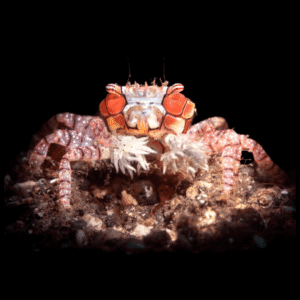 Boxer Crab Lybia Tessellata