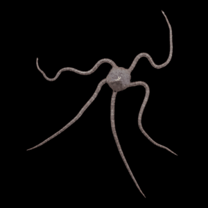 Brittle Black Starfish Ophiocomina Nigra