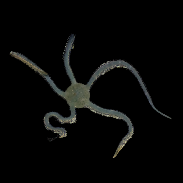 Brittle Green Starfish Ophiarachna Incrassata