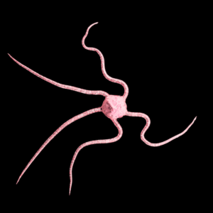 Brittle Pink Starfish Ophiocoma Nereidina