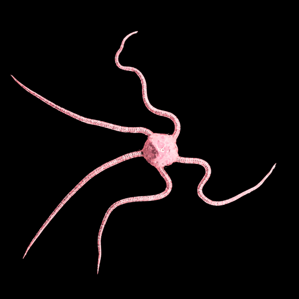 Brittle Pink Starfish Ophiocoma Nereidina