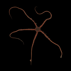 Brittle Teardrop Starfish Ophiomastix Annulosa