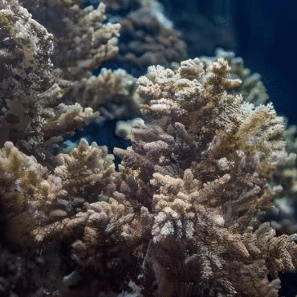 Brown Bush Soft Coral Nephthea Sp - Image 2