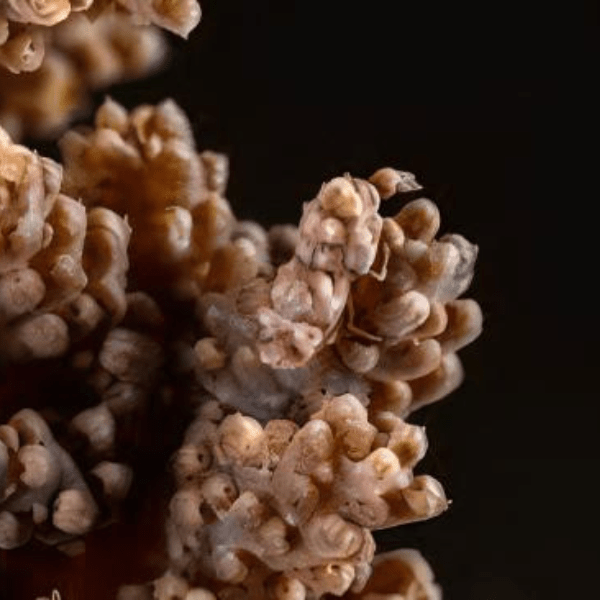 Brown Bush Soft Coral Nephthea Sp - Image 4