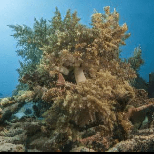Brown Bush Soft Coral Nephthea Sp - Image 3