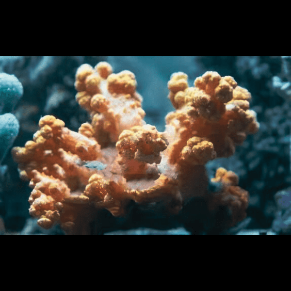 Brown Bush Soft Coral Nephthea Sp - Image 5