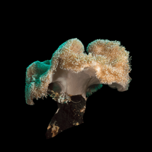 Brown Leather Soft Coral Sarcophyton Glaucum