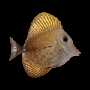 Brown Scopas Tang Zebrasoma Scopas