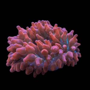 Bubble Anemone Common Entacmaea Quadricolor