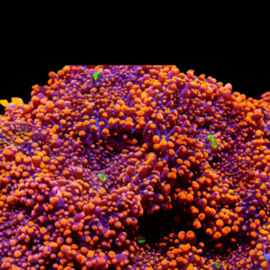 Bubble Mushroom Red and Orange Coral Polyp Ricordea Yuma