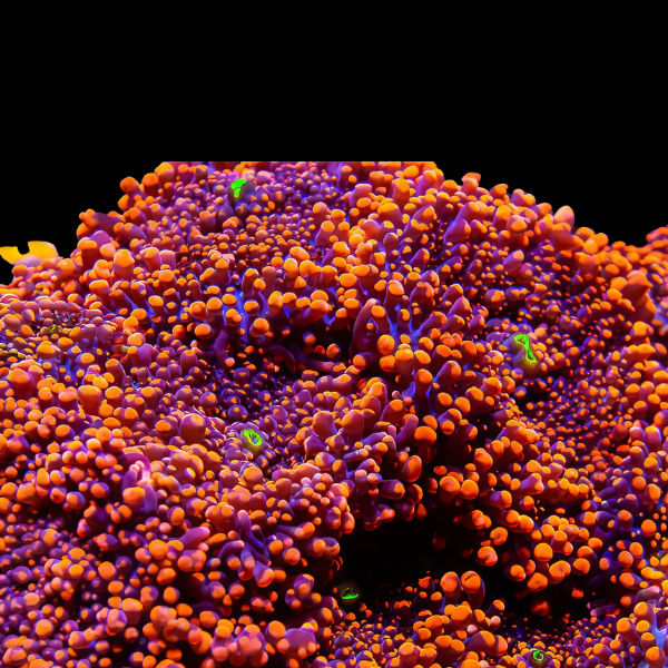 Bubble Mushroom Red and Orange Coral Polyp Ricordea Yuma