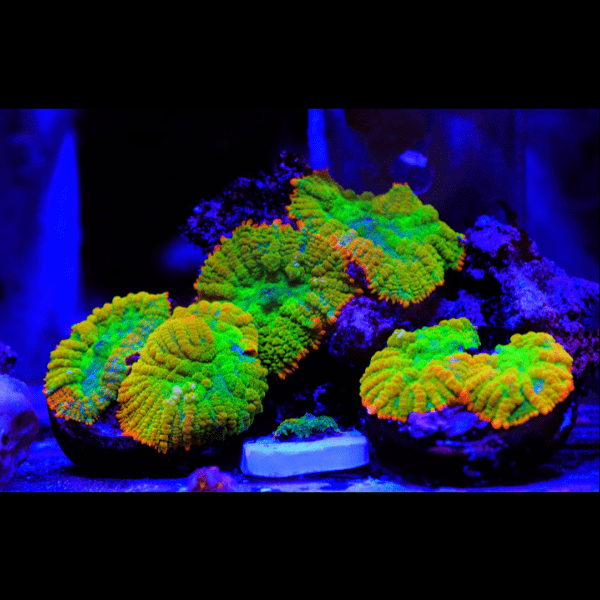 Bullseye Mushroom Coral Frag Rhodactis Sp - Image 6