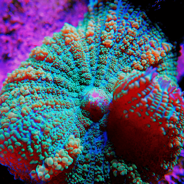 Bullseye Mushroom Coral Frag Rhodactis Sp - Image 5