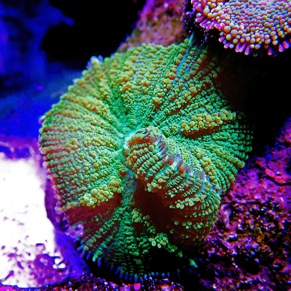 Bullseye Mushroom Coral Frag Rhodactis Sp - Image 4