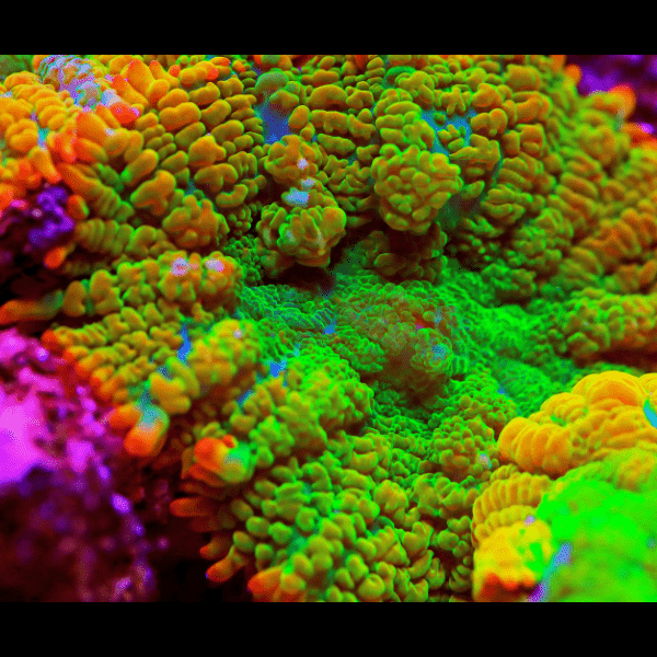 Bullseye Mushroom Coral Frag Rhodactis Sp - Image 3