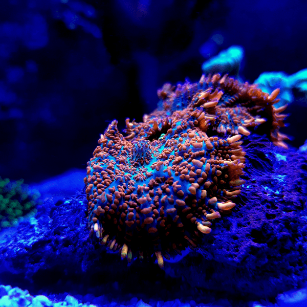 Bullseye Mushroom Coral Frag Rhodactis Sp - Image 2