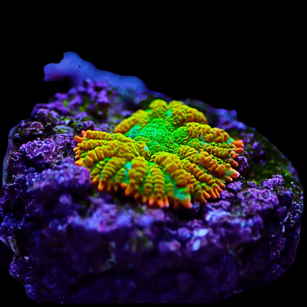 Bullseye Mushroom Coral Frag Rhodactis Sp