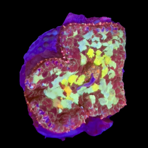 Bullseye Rock Mushroom Fungiidae Coral Red Rhodactis Sp