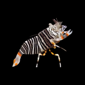 Bumble Bee Shrimp Gnathaphyllum Americanum