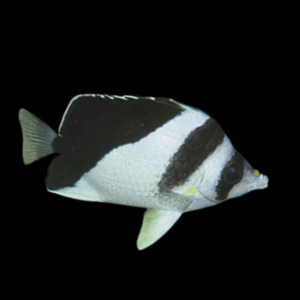 Burgess' Butterfly Fish Chaetodon Burgessi