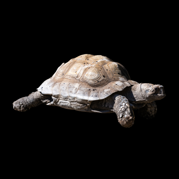 Burmese Brown Mountain Tortoise Manouria Emys
Juvenile