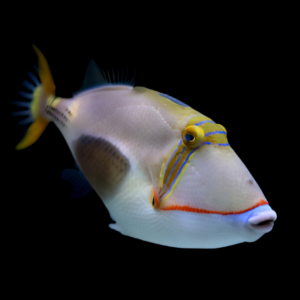 Bursa Trigger Fish Rhinecanthus Verrucosus