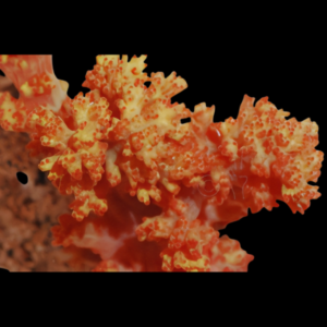 Bush Soft Coral Orange Scleronephthya Sp