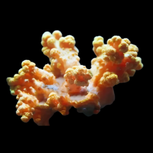 Bush Soft Coral Vasaline Litophyton Sp