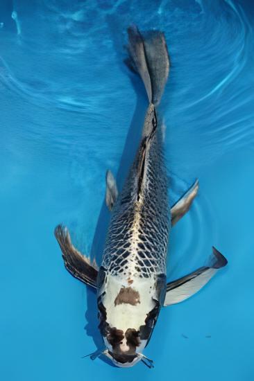 Grade A Butterfly Ghost Koi Carp Cyprinus Carpio - Image 6