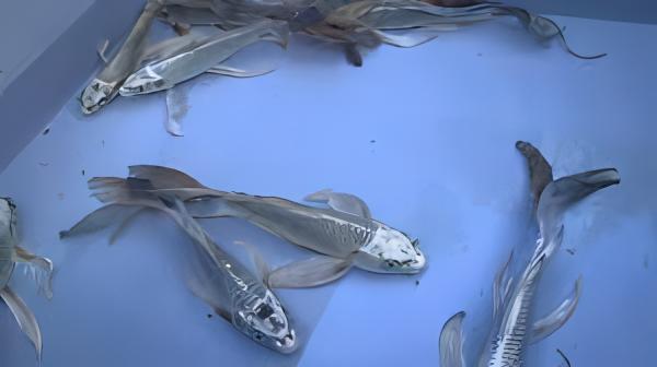 Grade A Butterfly Ghost Koi Carp Cyprinus Carpio - Image 9