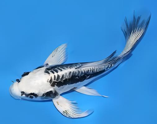 Grade A Butterfly Ghost Koi Carp Cyprinus Carpio - Image 7