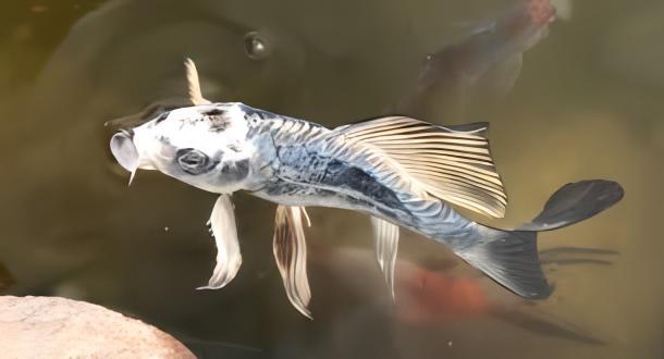 Grade A Butterfly Ghost Koi Carp Cyprinus Carpio - Image 10