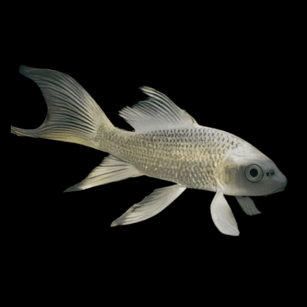 Grade A Butterfly Ghost Koi Carp Cyprinus Carpio