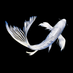 Assorted Grade A Butterfly Koi Carp Cyprinus Carpio