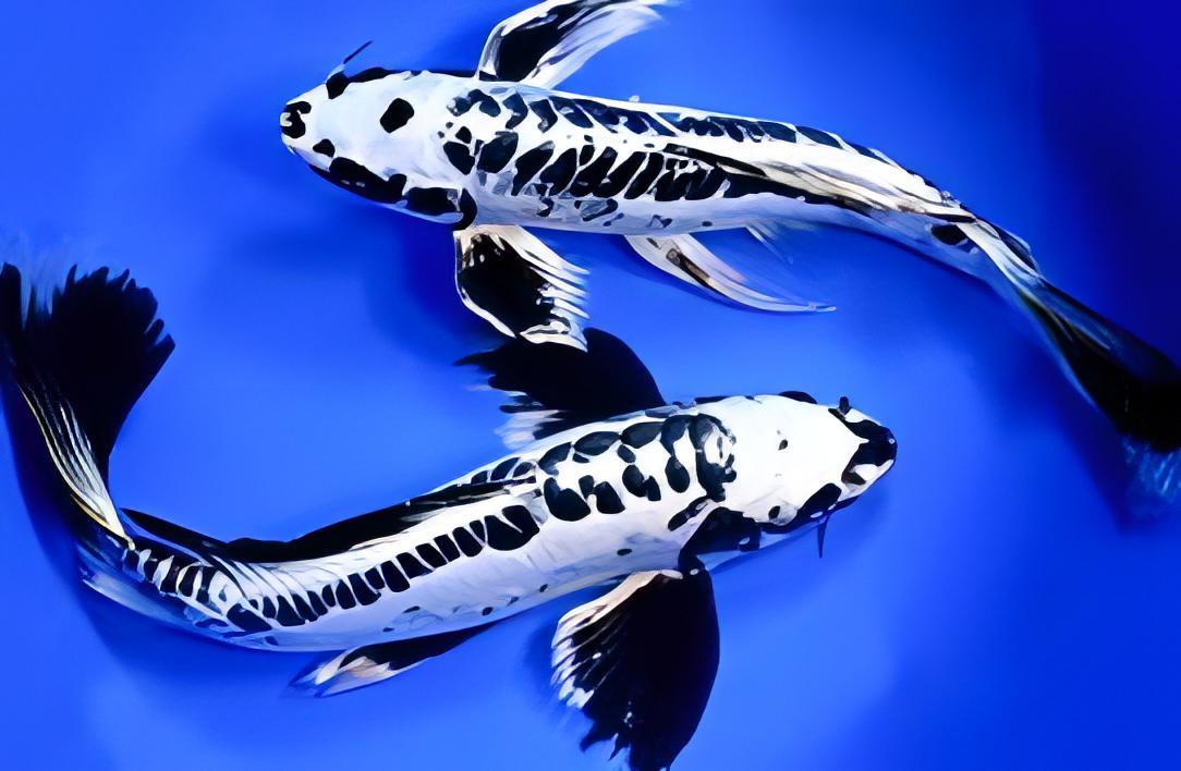 x75 Assorted Grade A Butterfly Koi Carp Cyprinus Carpio 10cm - Auction - Image 6