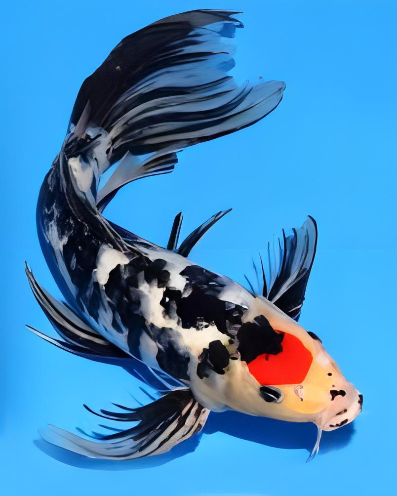 x75 Assorted Grade A Butterfly Koi Carp Cyprinus Carpio 10cm - Auction - Image 5