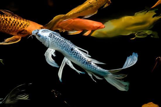 Grade A Butterfly Ghost Koi Carp Cyprinus Carpio - Image 11