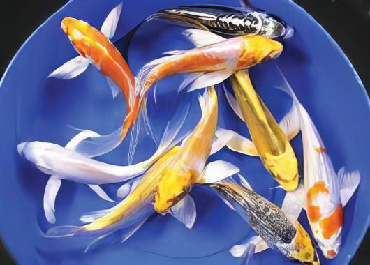 x75 Assorted Grade A Butterfly Koi Carp Cyprinus Carpio 10cm - Auction - Image 8