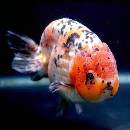 Calico Lionhead Ranchu Goldfish Carassius Auratus 5cm - Image 5