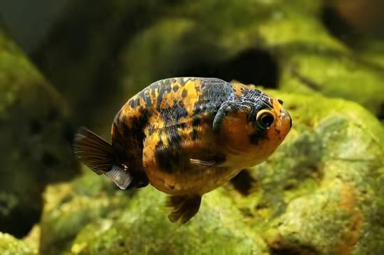 Calico Lionhead Ranchu Goldfish Carassius Auratus 5cm - Image 6