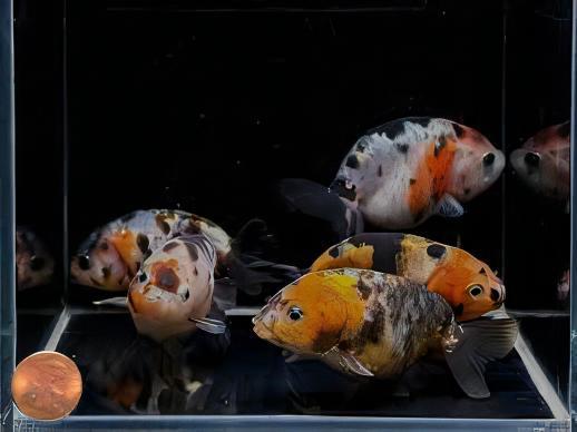 Calico Lionhead Ranchu Goldfish Carassius Auratus 5cm - Image 7