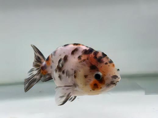 Calico Lionhead Ranchu Goldfish Carassius Auratus 5cm - Image 8